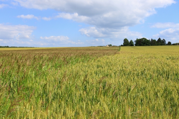 Grass horizon marsh plant Photo