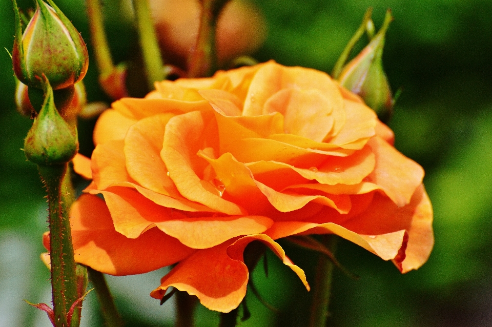 Natura fiore pianta petalo