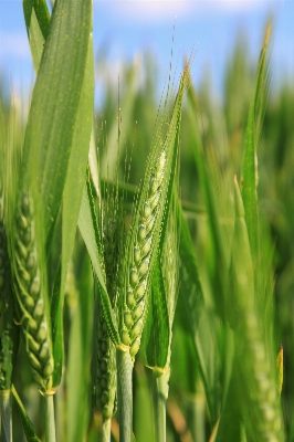 Grass plant field meadow Photo