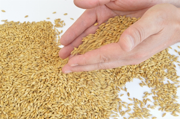 Plant barley wheat food Photo