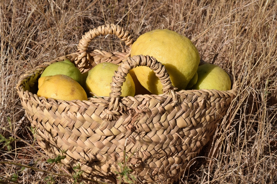 árbol planta fruta maduro
