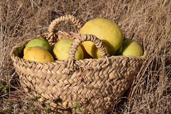 Foto árbol planta fruta maduro
