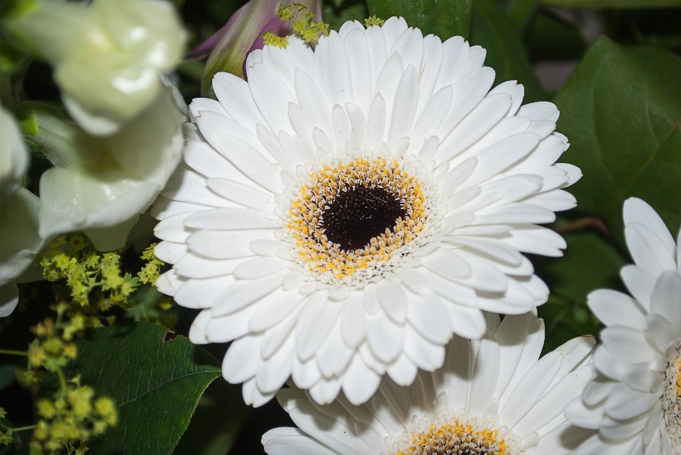 Plant white flower petal