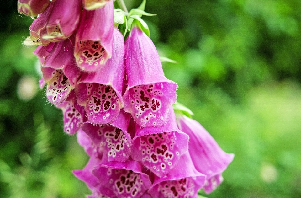 Nature blossom plant flower