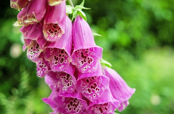 Nature blossom plant flower Photo