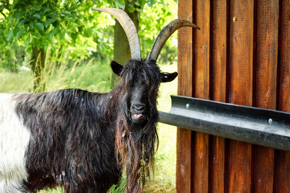 Ziege zoo horn vieh