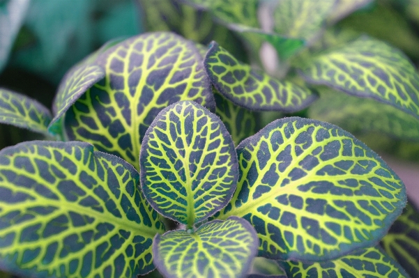 Plant leaf flower foliage Photo