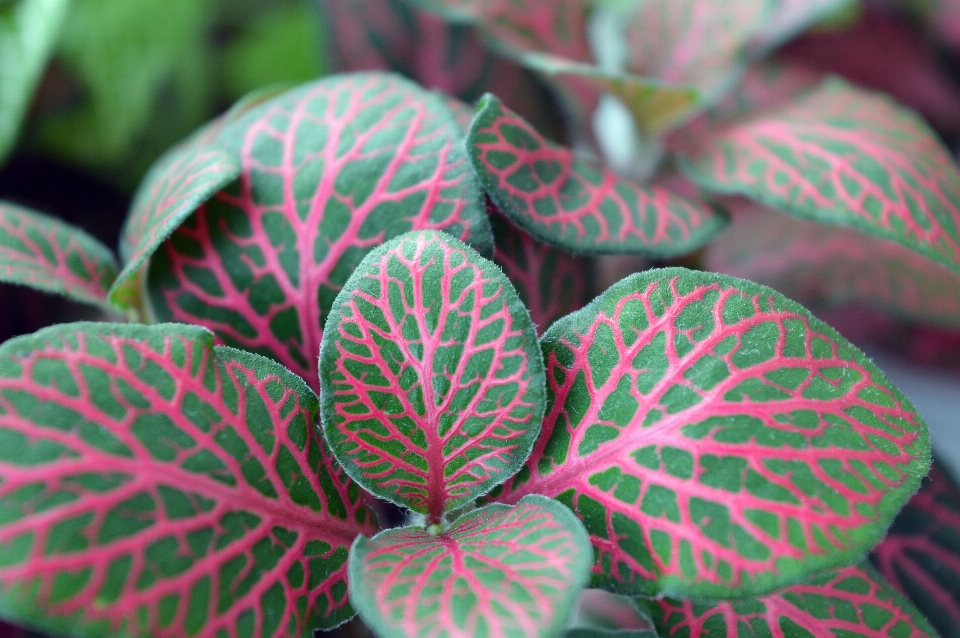 植物 叶子 花 花瓣