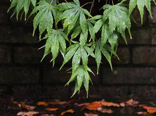 Tree branch growth plant Photo