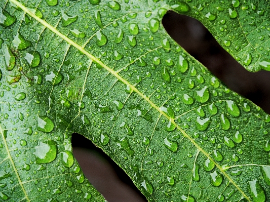 Water nature grass drop Photo