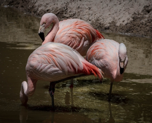 Foto Pájaro rebaño
 fauna silvestre zoo