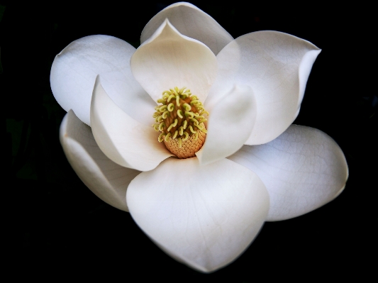 Blossom plant white photography Photo