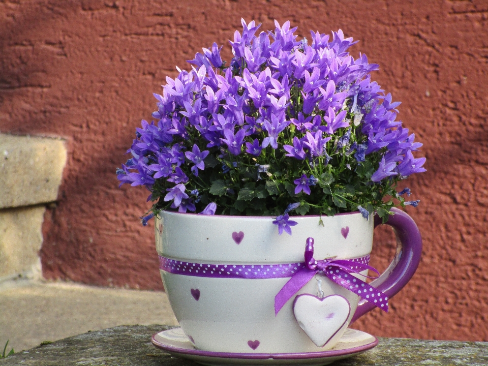 Anlage blume lila tasse