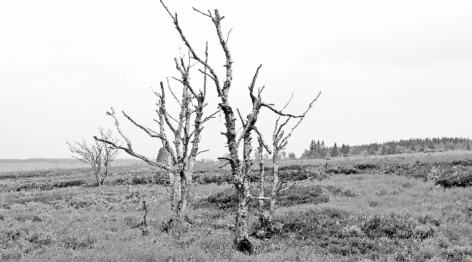 Paisagem árvore natureza grama