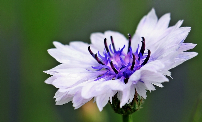 Nature blossom plant white Photo