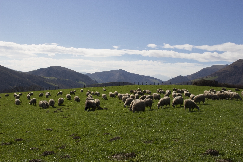 Landscape mountain field meadow