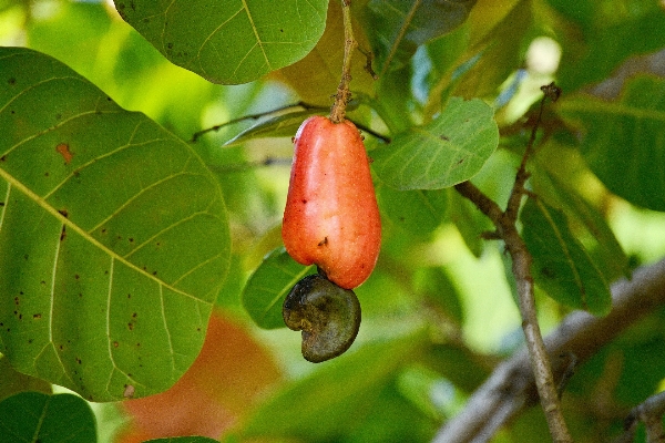 Foto Pohon cabang tanaman buah