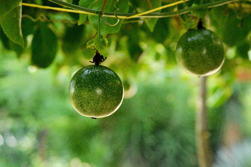 árbol rama planta fruta