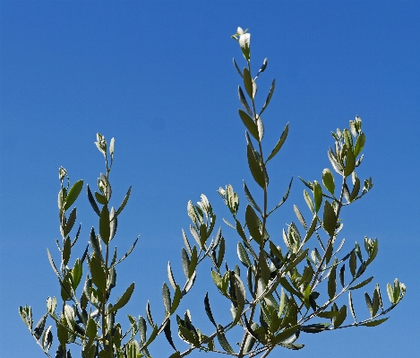 Tree nature grass branch Photo