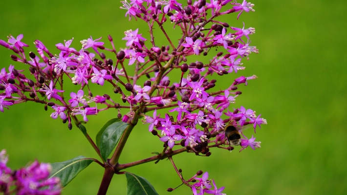 Nature branch blossom plant Photo