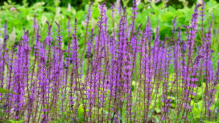 Nature grass blossom growth Photo