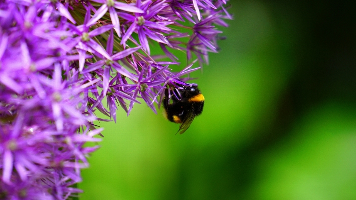 Nature grass blossom growth Photo