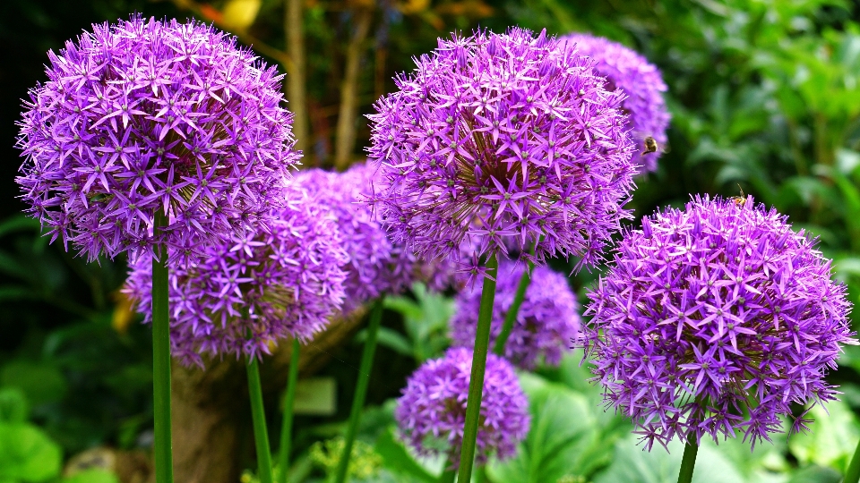 Natur gras blüte wachstum