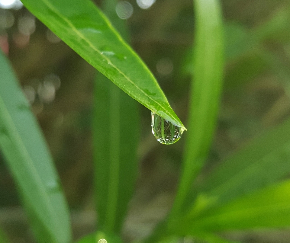 Pohon air alam rumput