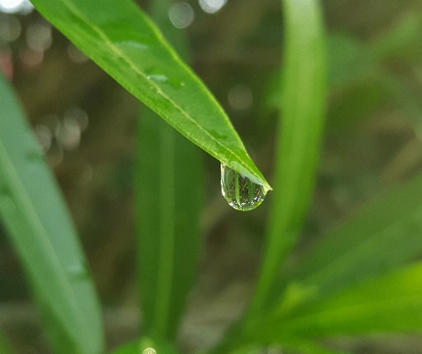 Tree water nature grass Photo