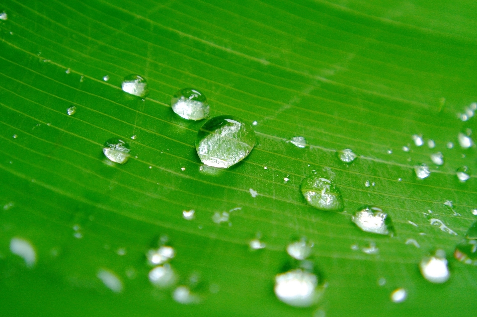 Agua naturaleza césped gota