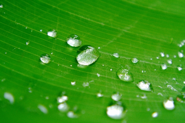 Water nature grass drop Photo