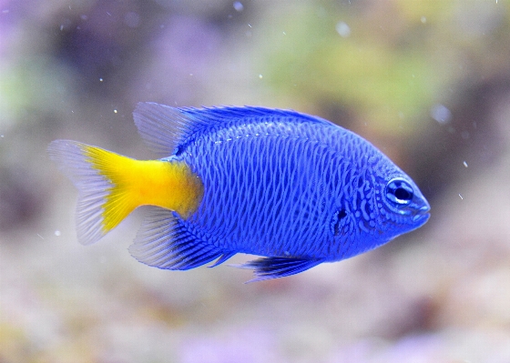 Sea underwater biology blue Photo