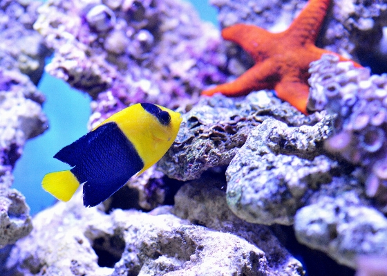 Sea star underwater biology Photo