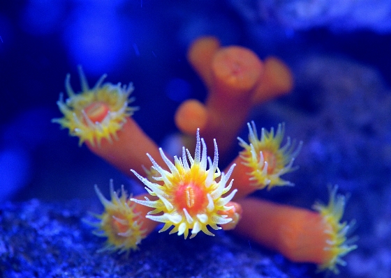 Sea flower underwater biology Photo