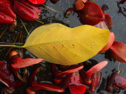 Plant rain leaf flower Photo