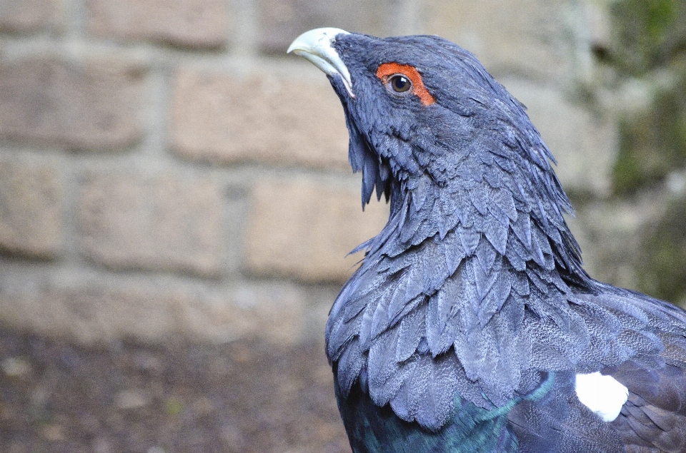 森 鳥 羽 野生動物