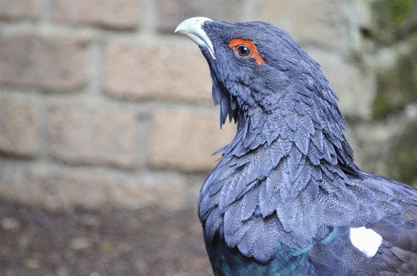 Foto Foresta uccello ala animali selvatici