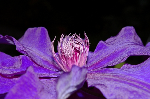 Nature blossom plant photography Photo