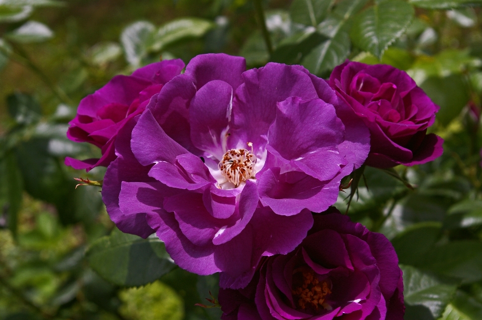 Natura fiore pianta petalo