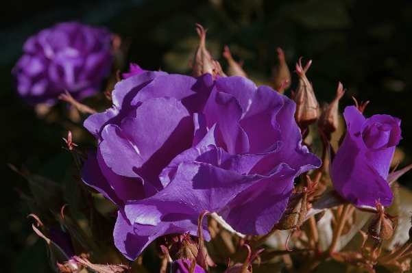 Nature blossom plant leaf Photo