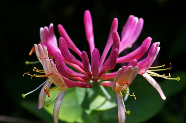 Foto Natureza florescer plantar fotografia