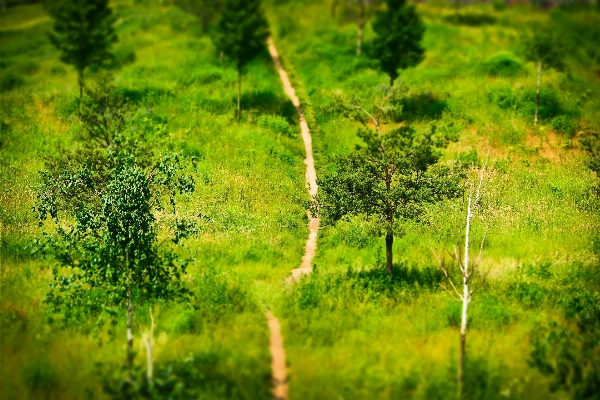 Landscape tree nature forest Photo