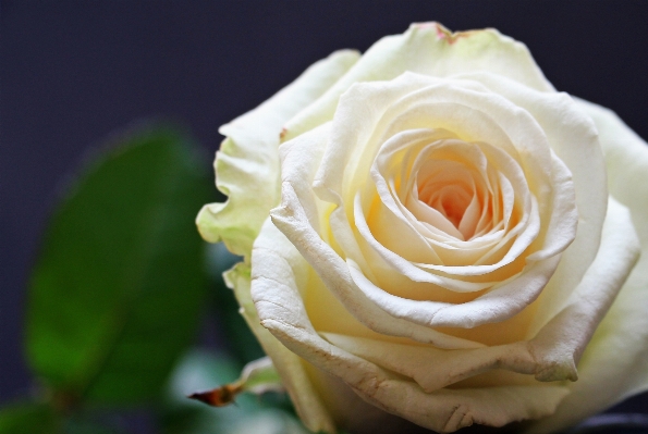 Blossom plant white flower Photo