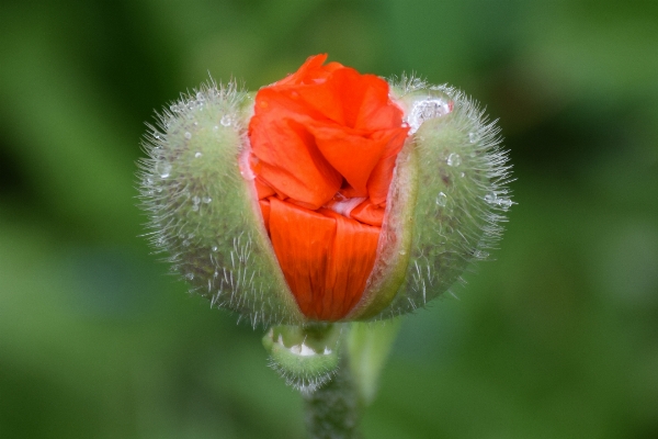 Nature blossom plant photography Photo