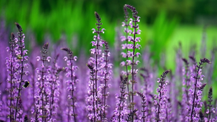 Natur gras blüte anlage Foto