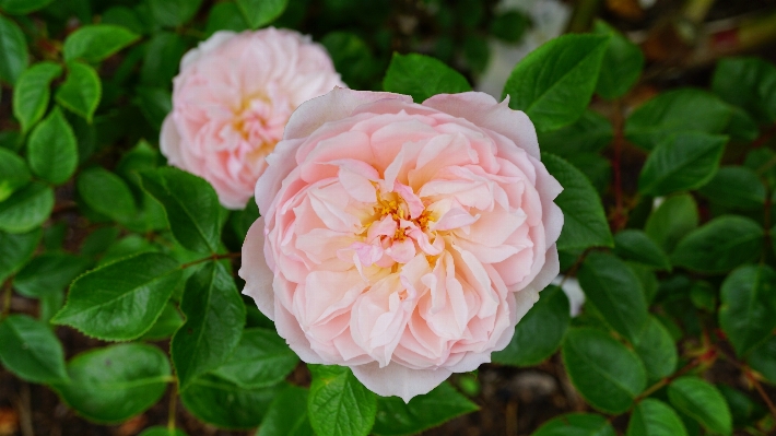 Nature blossom plant flower Photo