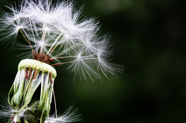 Nature grass branch plant Photo