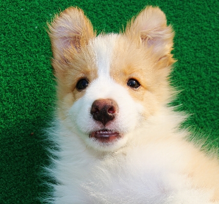 Puppy dog mammal vertebrate Photo