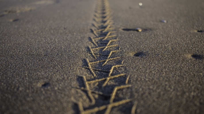 Beach sea sand wood Photo