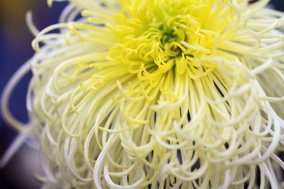 Planta blanco flor pétalo